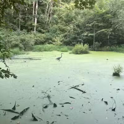 Dora Kelley Nature Park - Alexandria, VA