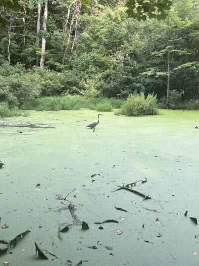 Dora Kelley Nature Park - Alexandria, VA