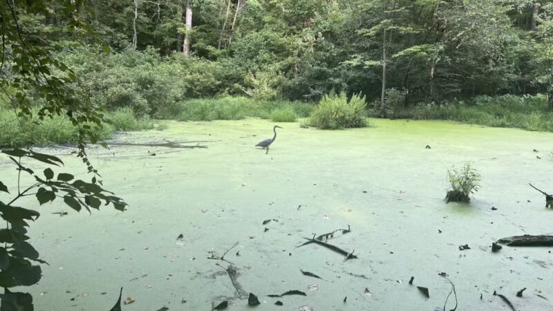 Dora Kelley Nature Park - Alexandria, VA