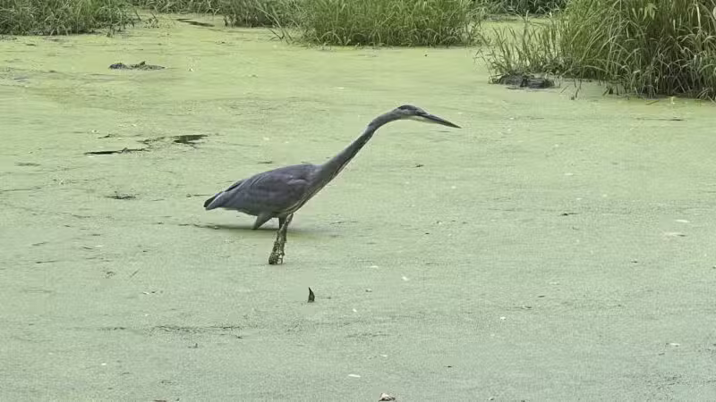 Dora Kelley Nature Park - Alexandria, VA