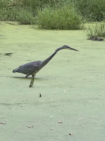 Dora Kelley Nature Park - Alexandria, VA