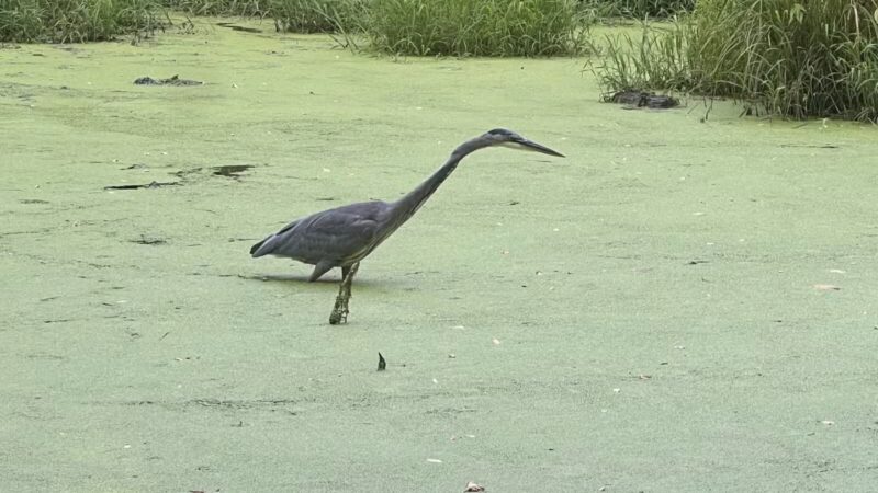 Dora Kelley Nature Park - Alexandria, VA