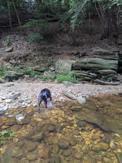 Dora Kelley Nature Park - Alexandria, VA