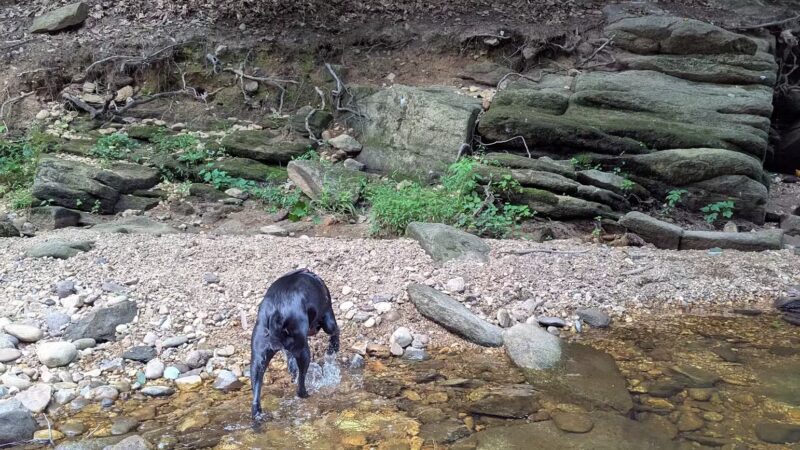 Dora Kelley Nature Park - Alexandria, VA
