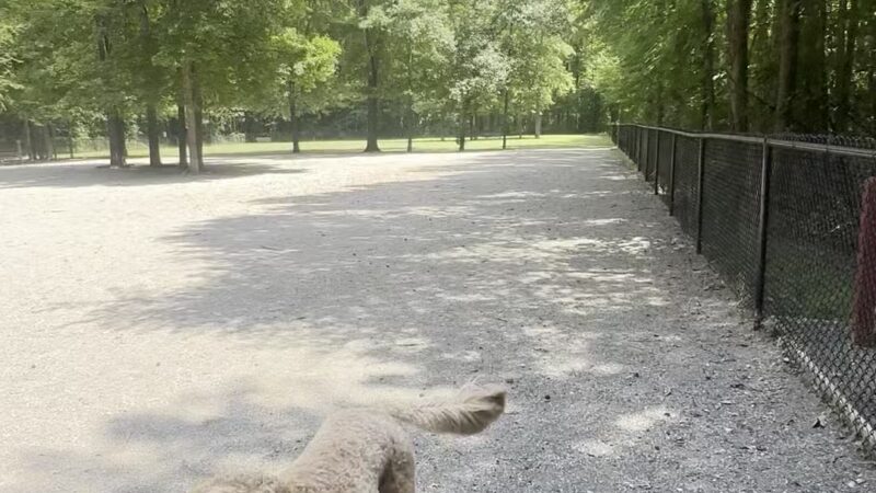 Grist Mill Dog Park - Alexandria, VA