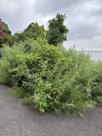 Tide Lock Park - Alexandria, VA