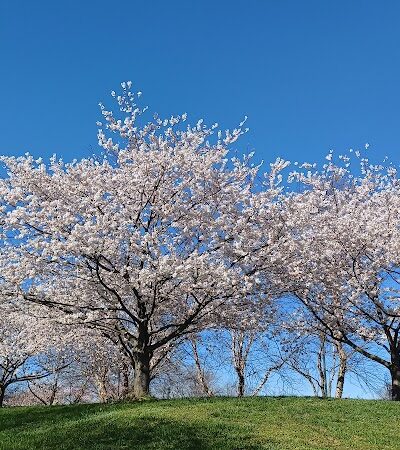 Ben Brenman Park - Alexandria, VA