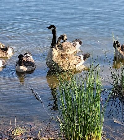 Ben Brenman Park - Alexandria, VA