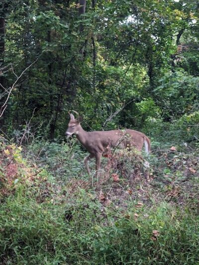 Bren Mar Park - Alexandria, VA