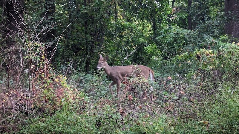Bren Mar Park - Alexandria, VA