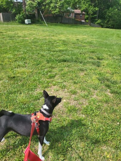 Chambliss Park - Alexandria, VA