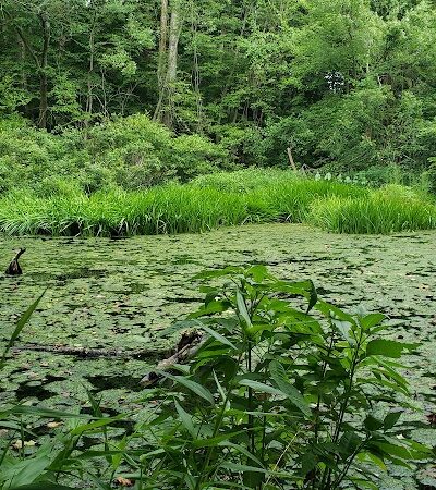 Chambliss Park - Alexandria, VA
