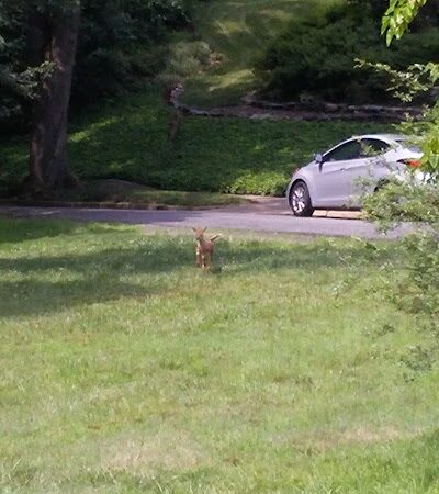 Chambliss Park - Alexandria, VA