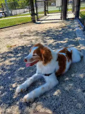 Dog Park - Alexandria, VA