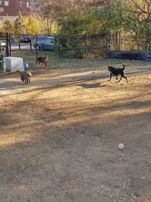 Dog Run Park at Carlyle - Alexandria, VA