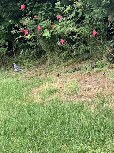 Dowden Terrace Park - Alexandria, VA