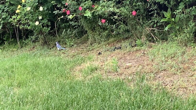 Dowden Terrace Park - Alexandria, VA