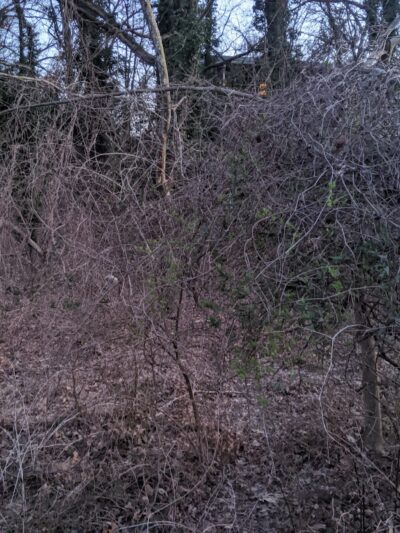 Dowden Terrace Park - Alexandria, VA