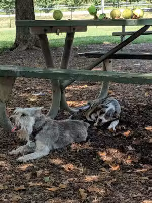 Duke Street Dog Park - Alexandria, VA