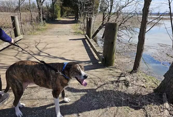 Dyke Marsh Wildlife Preserve - Alexandria, VA