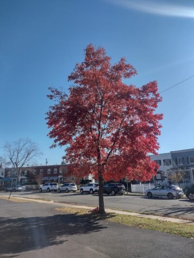 Eugene Simpson Stadium Park - Alexandria, VA