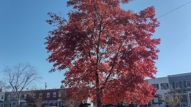 Eugene Simpson Stadium Park - Alexandria, VA