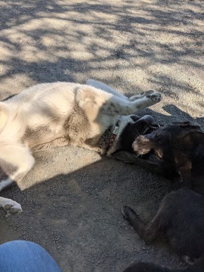 Eugene Simpson Stadium Park - Alexandria, VA