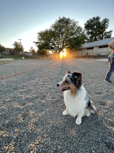 Eugene Simpson Stadium Park Dog Park - Alexandria, VA