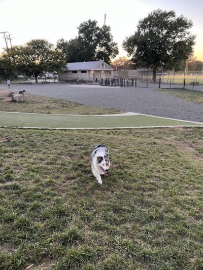 Eugene Simpson Stadium Park Dog Park - Alexandria, VA