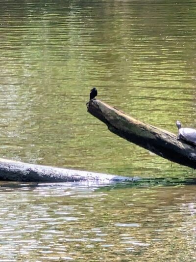 Four Mile Run Park - Alexandria, VA