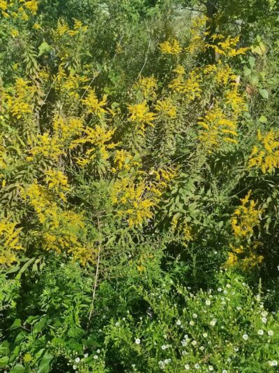 Four Mile Run Park - Alexandria, VA