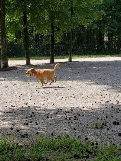 Grist Mill Park - Alexandria, VA