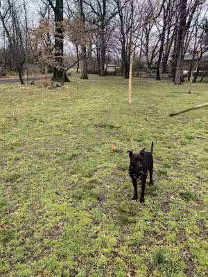 Holmes Run Dog park - Alexandria, VA