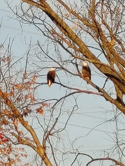 Huntington Park - Alexandria, VA