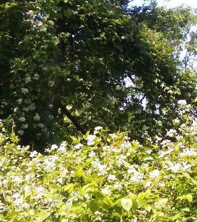 Huntington Park - Alexandria, VA