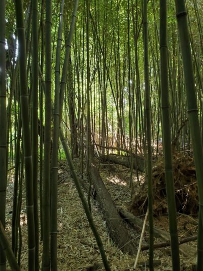 James Mulligan Park - Alexandria, VA