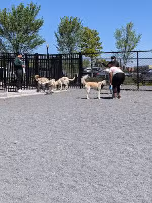 Monroe Ave Dog Park - Alexandria, VA
