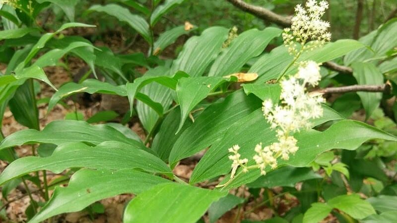 Monticello Park - Alexandria, VA