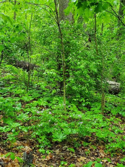 Monticello Park - Alexandria, VA