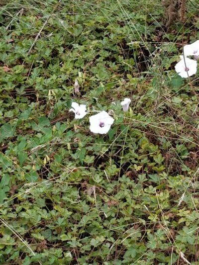Olander and Margaret Banks Neighborhood Park - Alexandria, VA