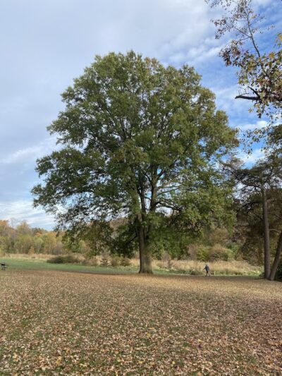 Olander and Margaret Banks Neighborhood Park - Alexandria, VA