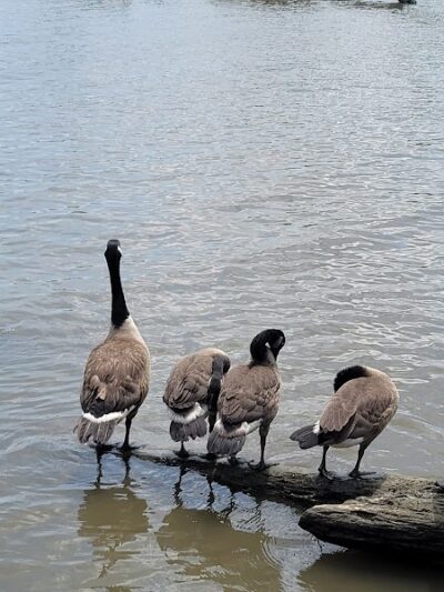 Oronoco Bay Park - Alexandria, VA