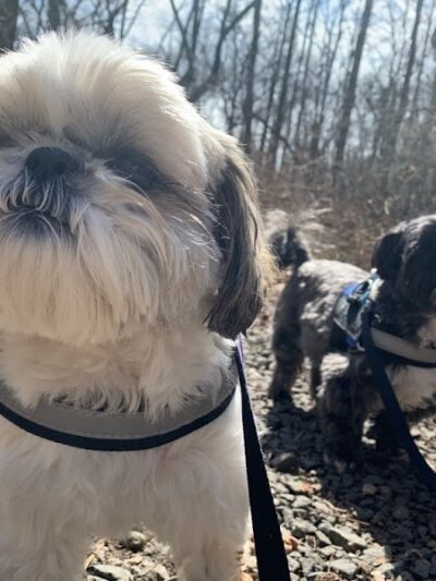 Run My Dog - Alexandria, VA