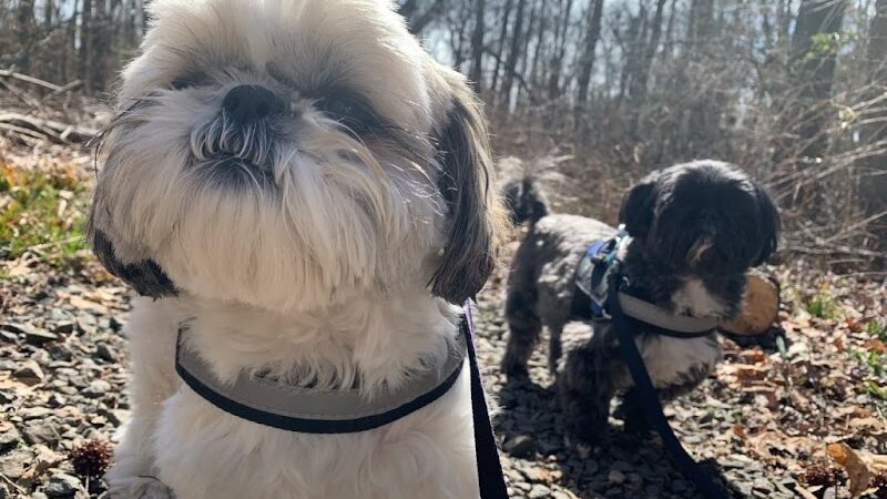 Run My Dog - Alexandria, VA