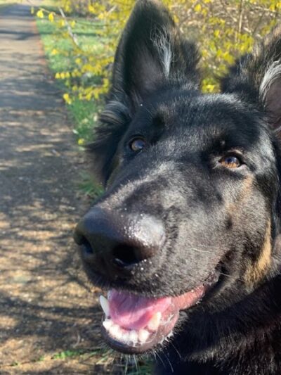 Run My Dog - Alexandria, VA