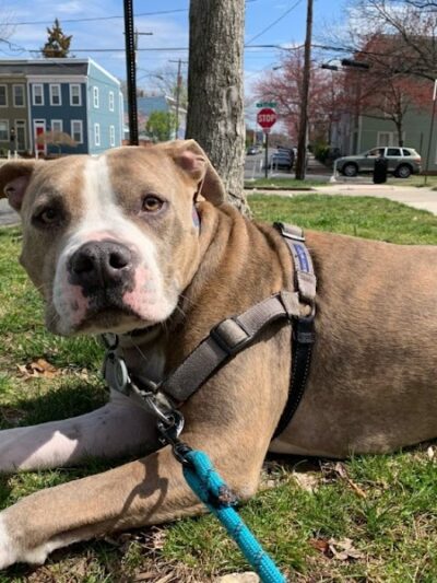 Run My Dog - Alexandria, VA