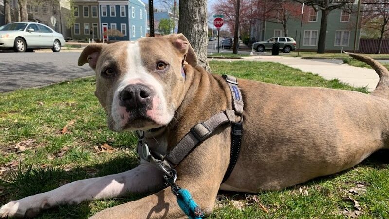 Run My Dog - Alexandria, VA