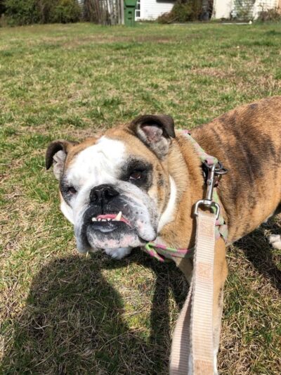 Run My Dog - Alexandria, VA