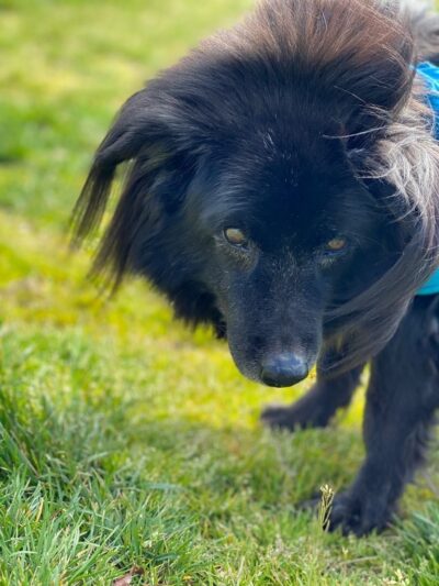 Run My Dog - Alexandria, VA