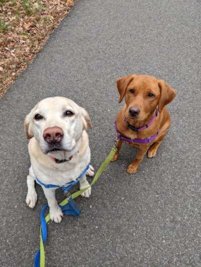 Run My Dog - Alexandria, VA